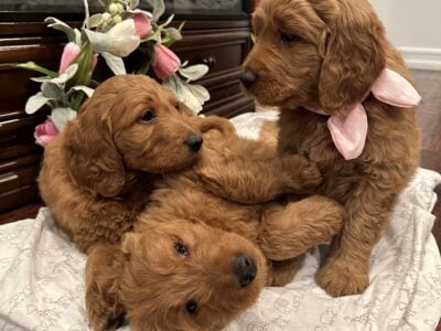 Golden Doodle Puppies!
