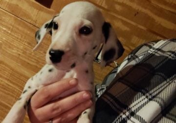 Dalmatian puppies