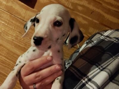 Dalmatian puppies