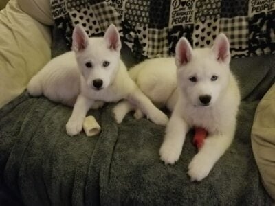 Husky puppy