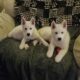 Husky puppy