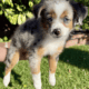 Toy Australian Shepherd puppies