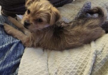9 weeks old male puppy needs home