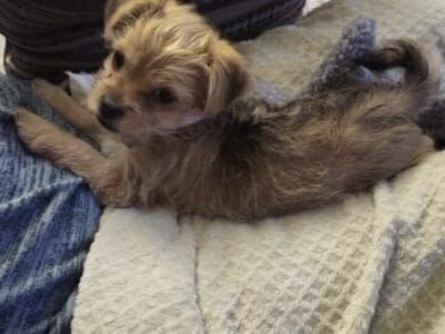 9 weeks old male puppy needs home