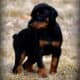 Top Quality German Doberman Puppy For Sale Now