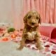 Golden doodle puppies