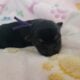 Yorkie~Chihuahua Chorkie Puppies
