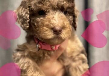 Poodle puppies
