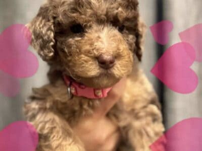 Poodle puppies