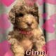 Poodle puppies