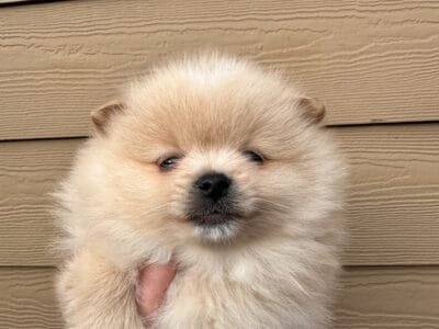 Pomeranian pups
