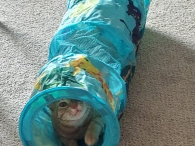 5-year-old Male cat