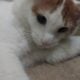 10 month old male kitten for adoption