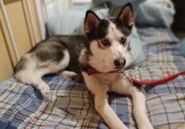 Purebred Siberian Husky (Male/fixed/1 year old)
