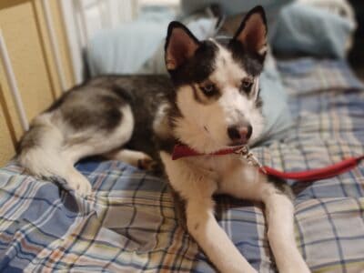 Purebred Siberian Husky (Male/fixed/1 year old)