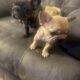 Adorable , Loving Frenchies