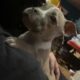 American Pocket Bully