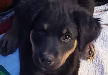 1 male puppy