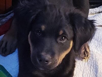 1 male puppy