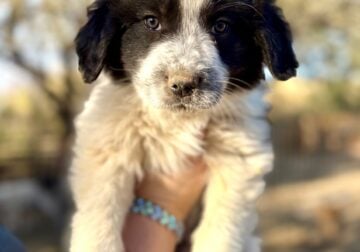 Colorado Mountain Dog/Great Pyrenees/Maremma LGDs