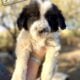 Colorado Mountain Dog/Great Pyrenees/Maremma LGDs