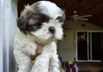 Adorable Shih-Tzu Puppy for Rehoming