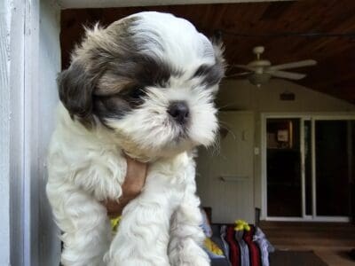 Adorable Shih-Tzu Puppy for Rehoming