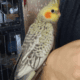 Parakeets/cockatiels