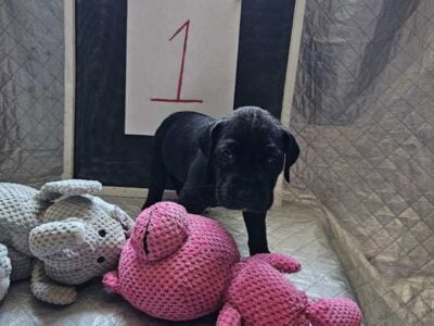 Great Dane Pups