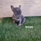 Adorable French Bulldog Puppies Ready for Their Ne