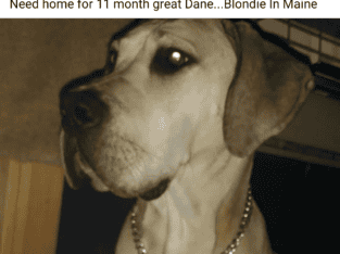 Great dane