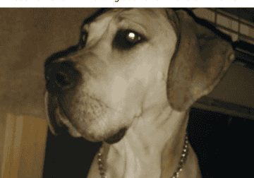 Great dane