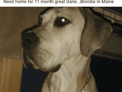 Great dane