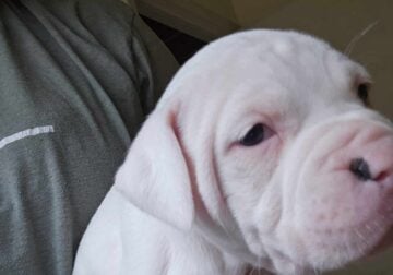 NKC Registered American Bulldog puppies