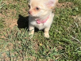 Crème female full AKC