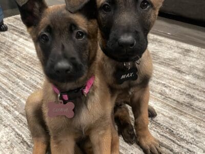 Beligium malinois for sale