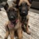 Beligium malinois for sale
