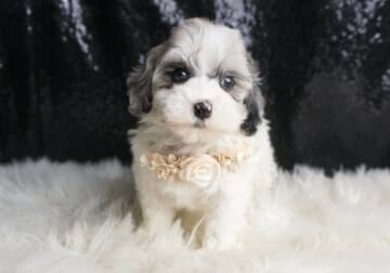 Nova F1B Maltipoo