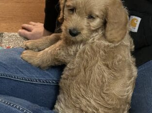 Labradoodles puppies