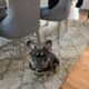 French Bulldogs For Sale