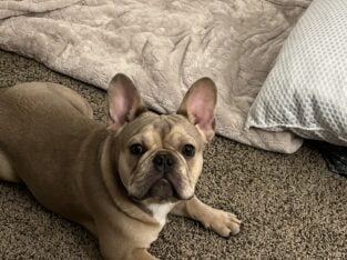 French bulldog