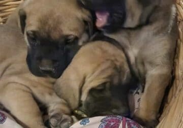 English mastiff pups