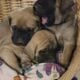 English mastiff pups
