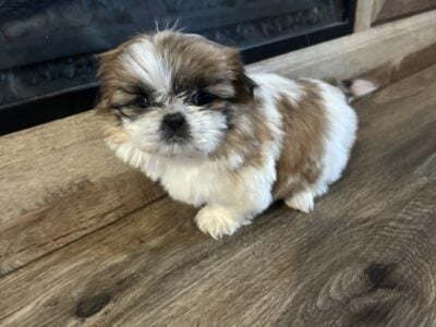 Puppy’s