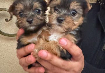 Yorkies