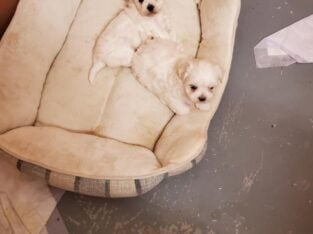 Ms Lilly Maltese