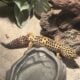 Leopard gecko with tank and accesories