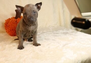 Thai Ridgeback Puppies Available