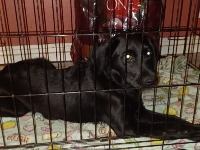 Labrador pup