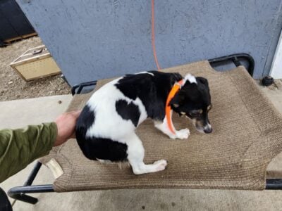 Jack Russel Terrier
